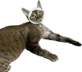 Стикер lemonpack - 9