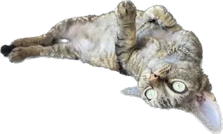 Стикер lemonpack - 8