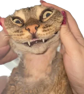 Стикер lemonpack - 10