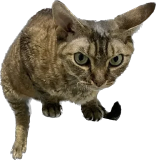 Стикер lemonpack - 2