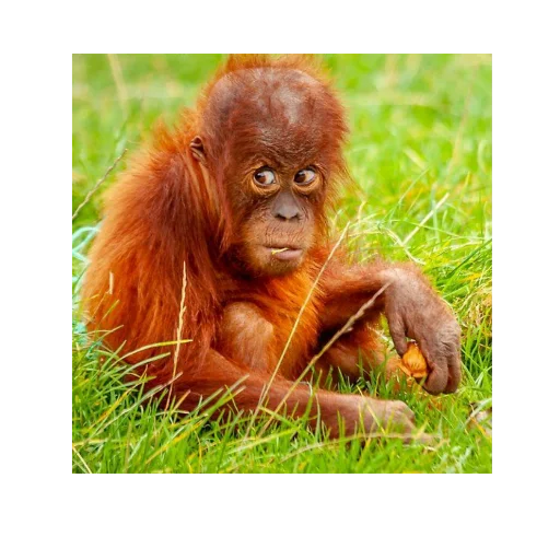 mammal animal primate