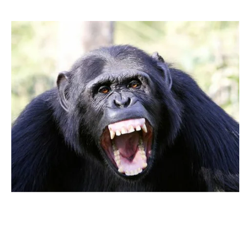 mammal animal primate