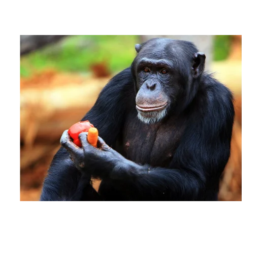 animal mammal primate