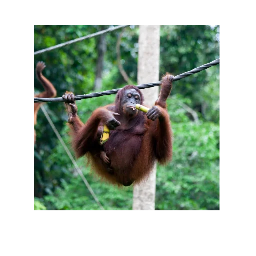 animal mammal primate