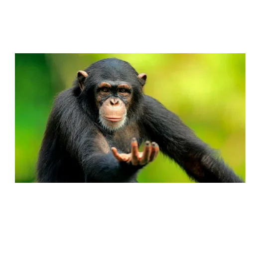 animal mammal primate