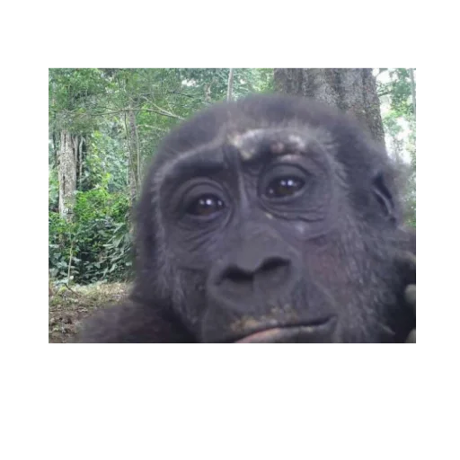 animal mammal primate