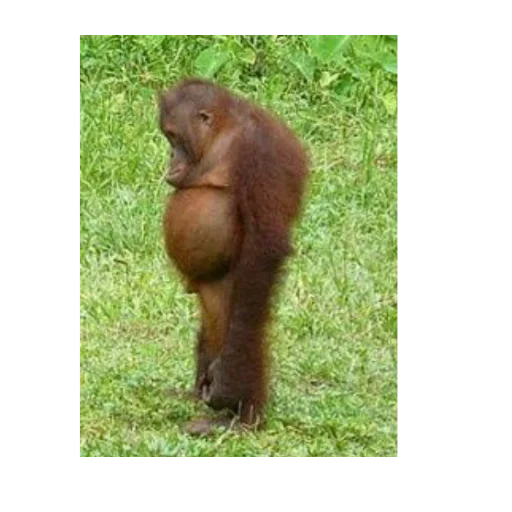 mammal animal primate