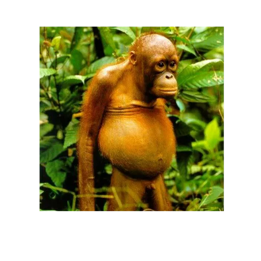 primate animal mammal