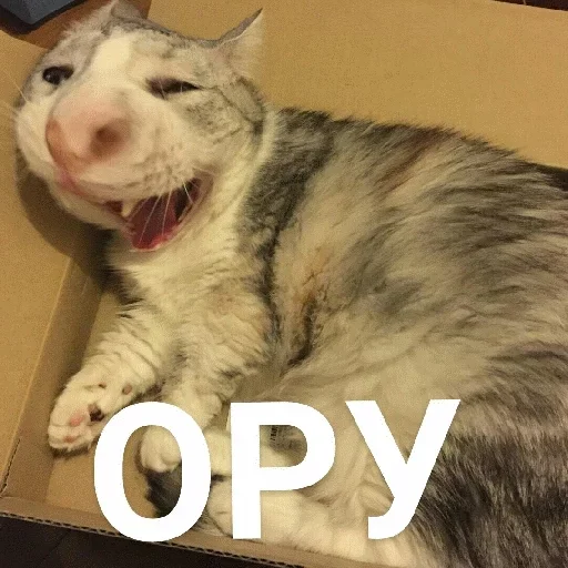 small to medium-sized cats felidae mammal