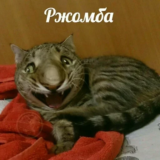 животное млекопитающее кошка