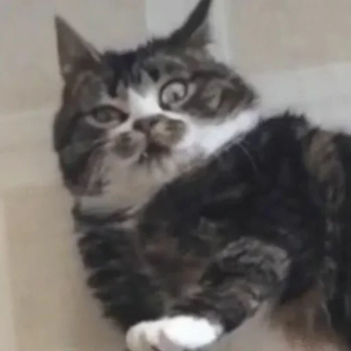 животное млекопитающее кошка