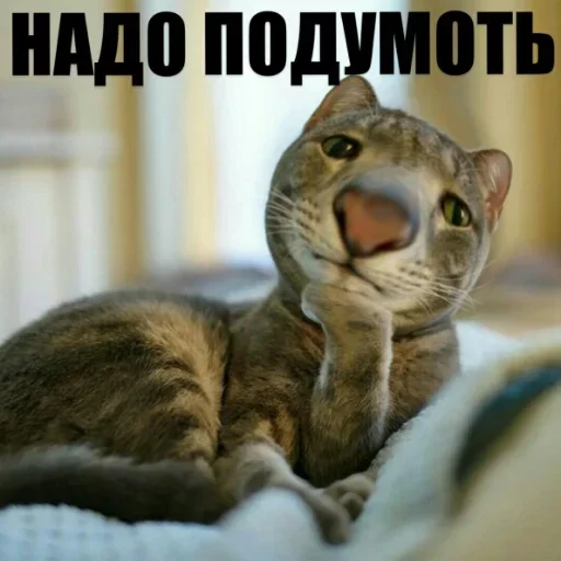 животное млекопитающее домашняя кошка