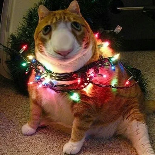 животное комнатный млекопитающее