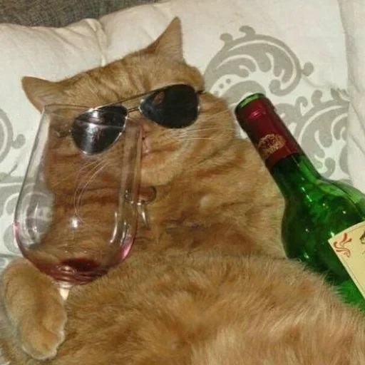 животное кошка комнатный