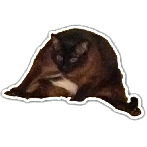 животное собака млекопитающее