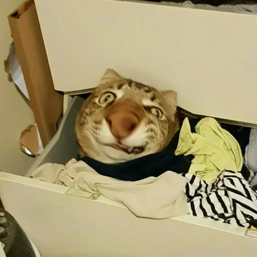 комнатный животное млекопитающее