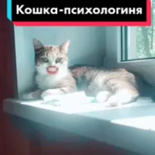 СМС кошки малого и среднего размера кошка