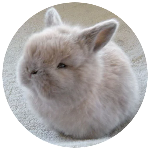 Sticker Хитрый кролик - 10