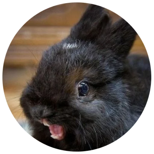 Sticker Хитрый кролик - 9