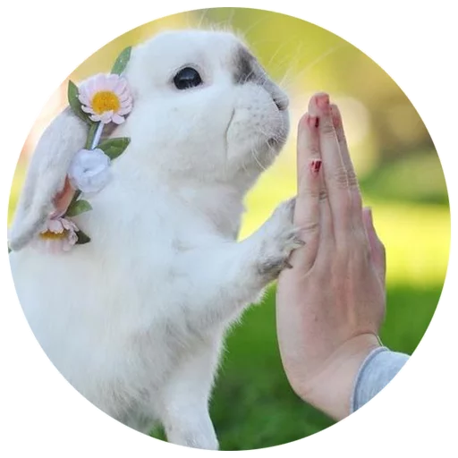 Sticker Хитрый кролик - 8