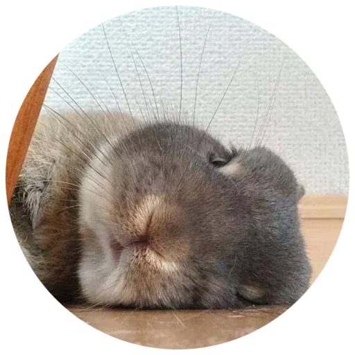 Sticker Хитрый кролик - 7