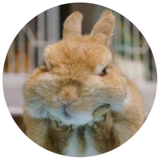 Sticker Хитрый кролик - 6