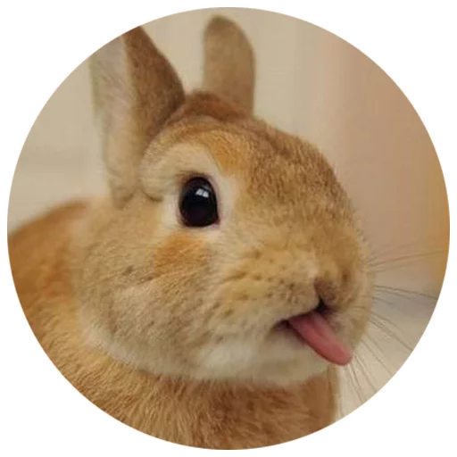 Sticker Хитрый кролик - 5