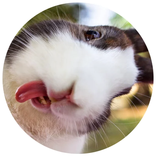 Хитрый кролик - 