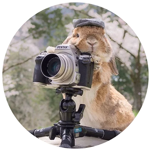 Sticker Хитрый кролик - 3