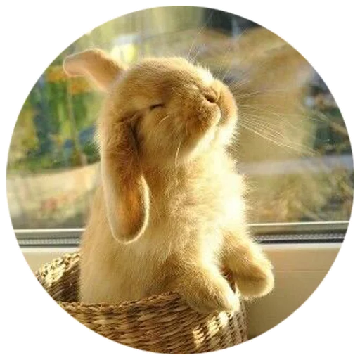 Sticker Хитрый кролик - 2