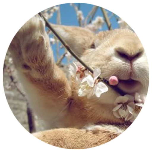 Sticker Хитрый кролик - 1