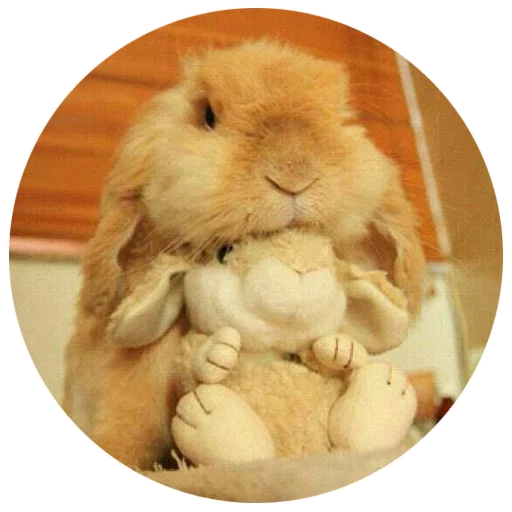 Sticker Хитрый кролик - 0