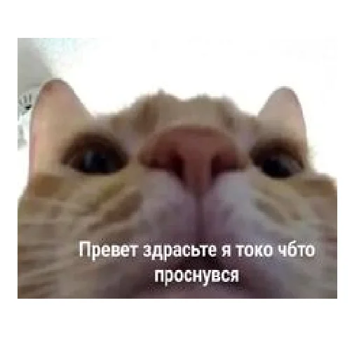 Sticker lerycaandmems - 1