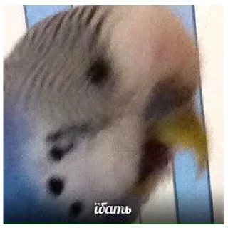 Sticker leryca and mems - 8