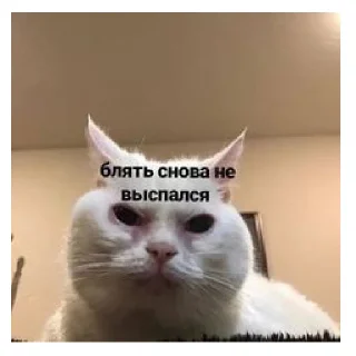 Sticker leryca and mems - 5