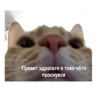 Sticker leryca and mems - 4