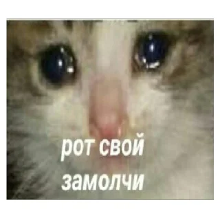 Sticker leryca and mems - 2