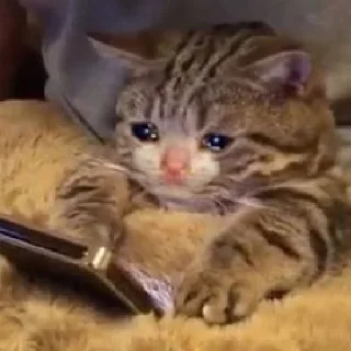 Sticker leryca and mems - 3