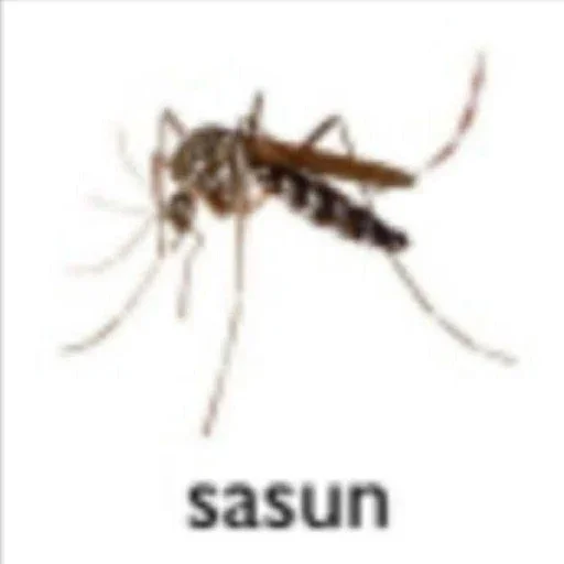 sasun - 