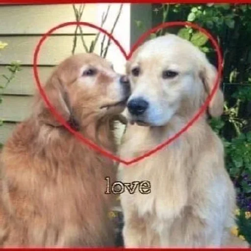 dog breed pet mammal