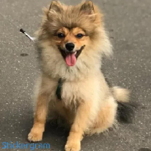 животное млекопитающее собака