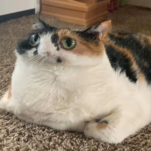 Sticker lifeissocringe - 1