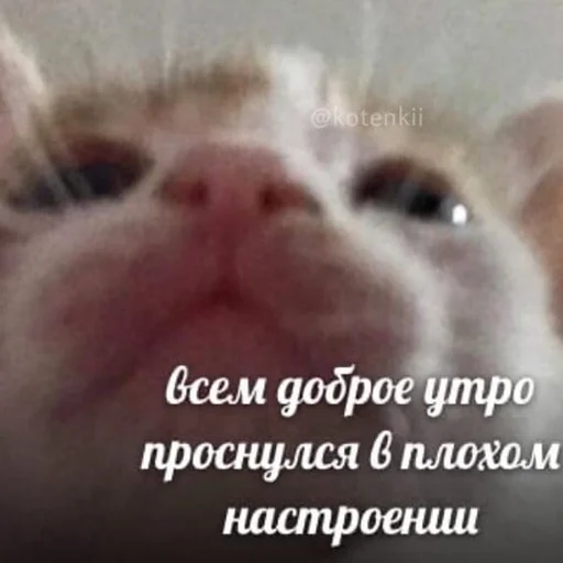 Sticker lifeissocringe - 1