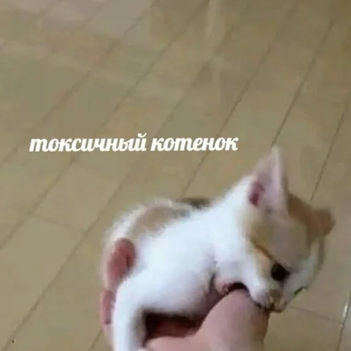 Sticker lifeissocringe - 1