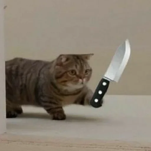 weapon knife cat