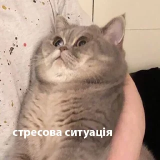 Стикер котики від @lilkamomil - 6