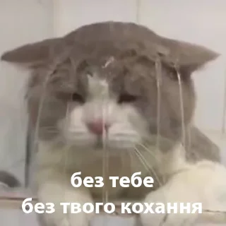 Стикер котики від @lilkamomil - 4