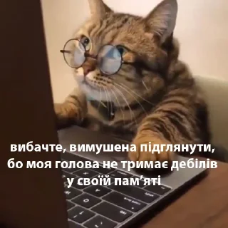 Стикер котики від @lilkamomil - 10