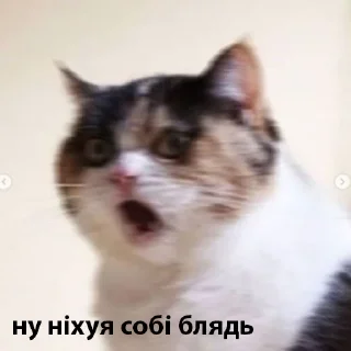 Стикер котики від @lilkamomil - 3