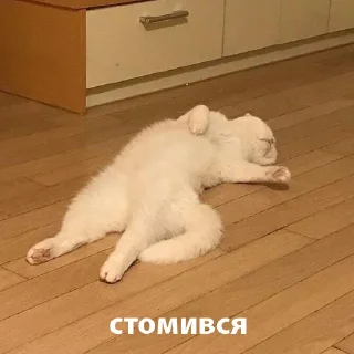 Стикер котики від @lilkamomil - 9